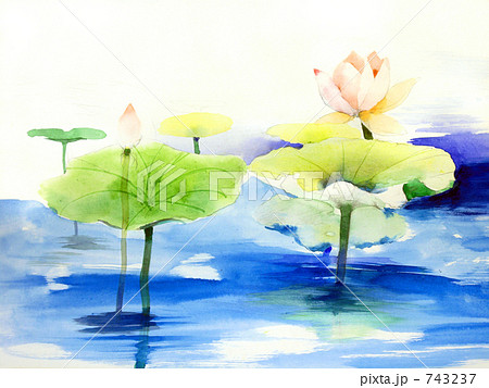 蓮の花 蓮の水彩画のイラスト素材