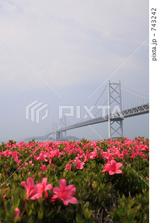 瀬戸大橋とツツジ 743242