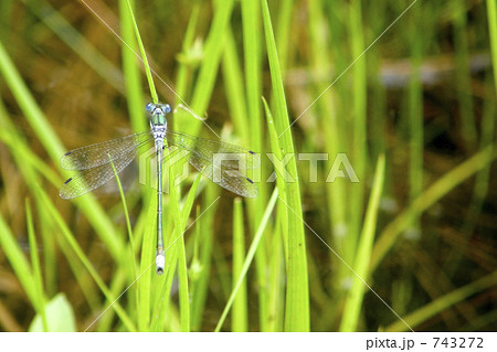 たたずむアオイトトンボ たたずむアオイトトンボ 743272