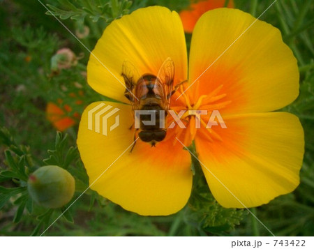花とシマハナアブ 743422