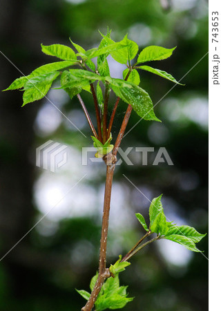 こしあぶら 743653