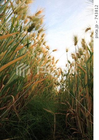 収穫間近の六条大麦 743812