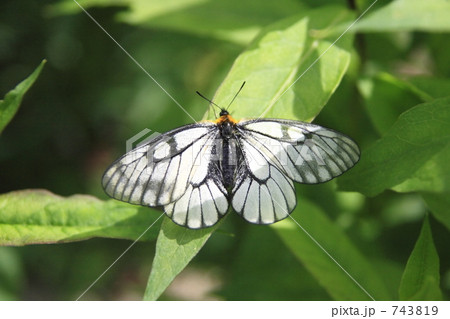 ウスバシロチョウ ウスバシロチョウ 743819