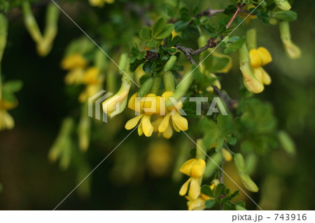 マメ科　ムレスズメ 743916