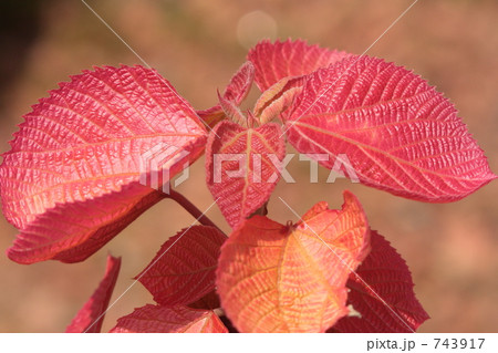 トウダイグサ科　オオバベニガシワ 743917