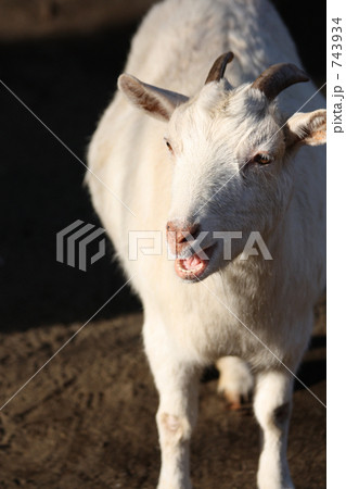 たたずむヤギ たたずむヤギ 743934