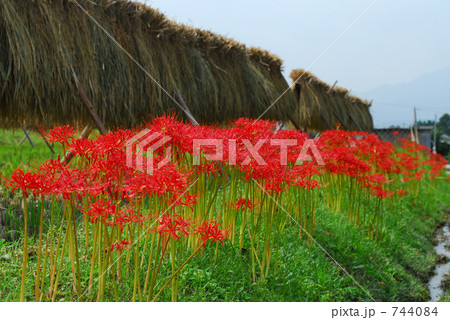 彼岸花のある風景 744084