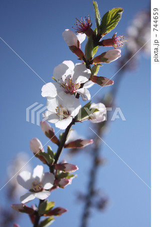 ゆすらうめの花の写真素材