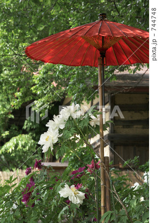 牡丹 牡丹 744748