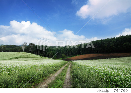 蕎麦畑 744760
