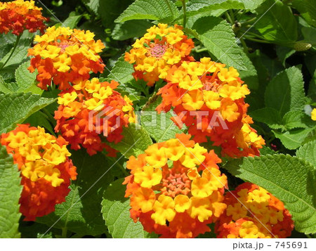 ランタナの花 ランタナの花 745691
