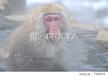 温泉に浸かるニホンザル 746605