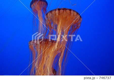 アカクラゲ 746737