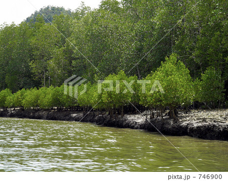 マングローブ林 746900