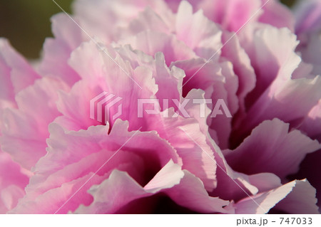 ボタン園芸品種「笑獅子」１ 747033