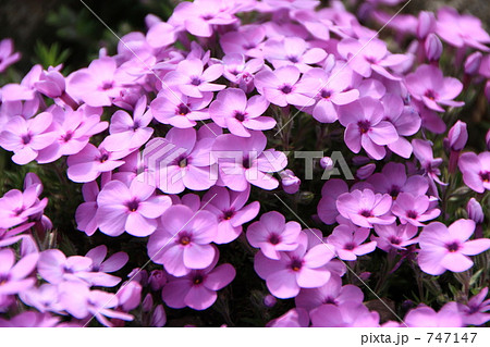 フロックス 747147