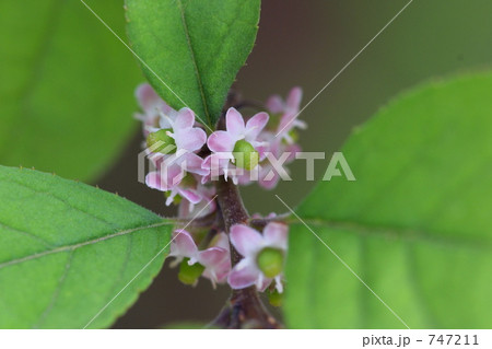 ウメモドキの花 ２の写真素材