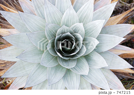 上から見た植物2 上から見た植物2 747215