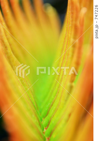 ベネズエラにて 747226