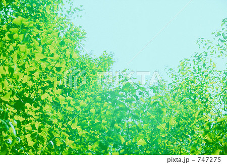 新緑 747275