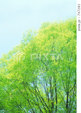 新緑 747281