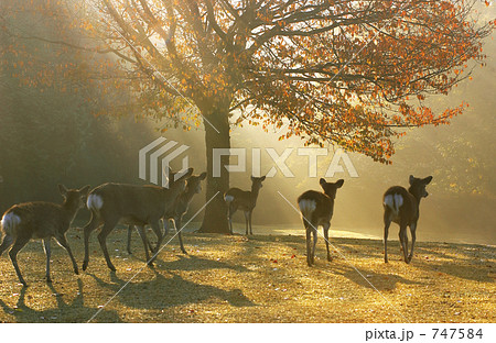 朝もやと鹿の群れ 朝もやと鹿の群れ 747584
