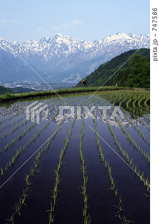 白馬青鬼集落の水田 白馬青鬼集落の水田 747586