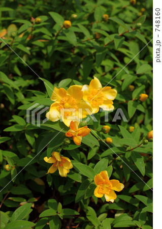 748160