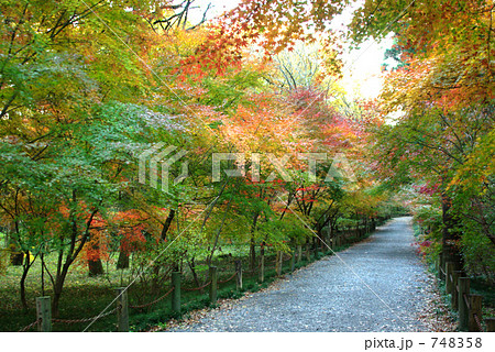 緑から紅葉へのトンネル 緑から紅葉へのトンネル 748358