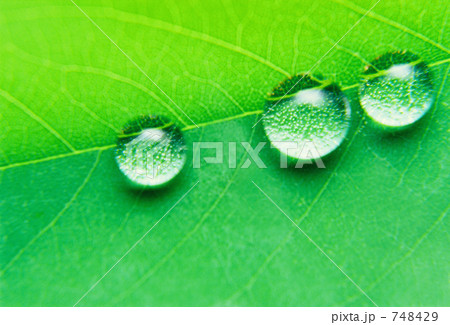 葉と水滴 葉と水滴 748429