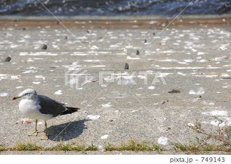 海猫独り 海猫独り 749143