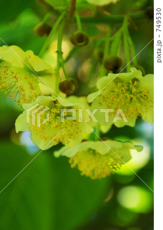 ポンポンポン 749530