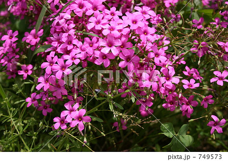 オイランソウ 749573