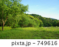 緑の中 749616