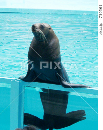 show time Ⅱ 750561