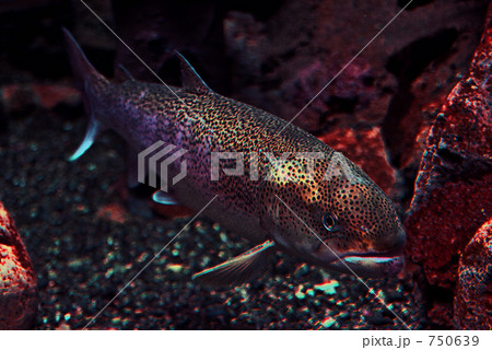 幻の魚イトウ 750639