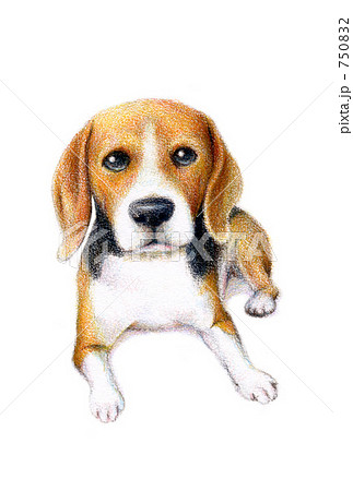 ビーグル 犬 色鉛筆のイラスト素材 750832 Pixta