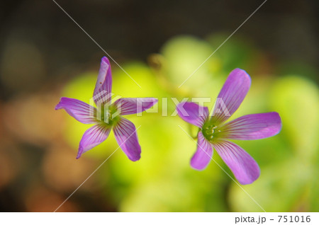 神社に咲いた小さな花 751016