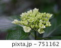 紫陽花 751162