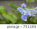 紫陽花 751169