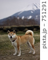 柴犬と御嶽山 751291