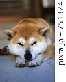 行儀よく寝る柴犬 751324