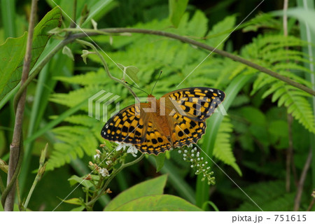 オオウラギンヒョウモン 751615