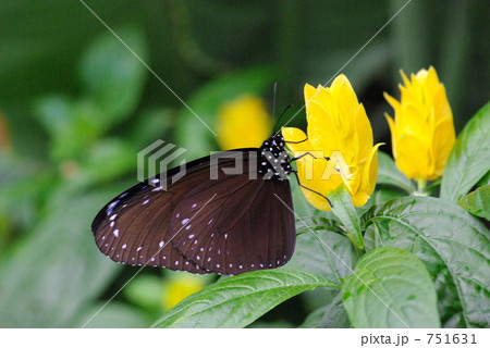 ツマムラサキマダラ 751631