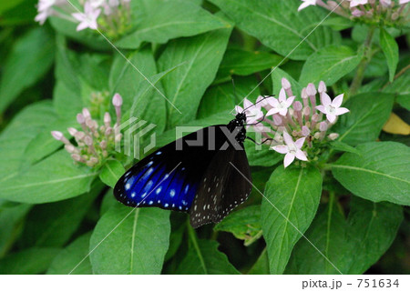 ツマムラサキマダラ 751634
