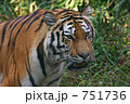 多摩動物公園の虎 751736