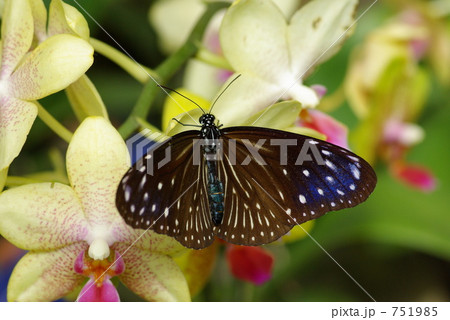 ツマムラサキマダラ ツマムラサキマダラ 751985