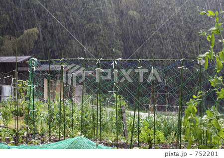 雨降る市民農園 752201