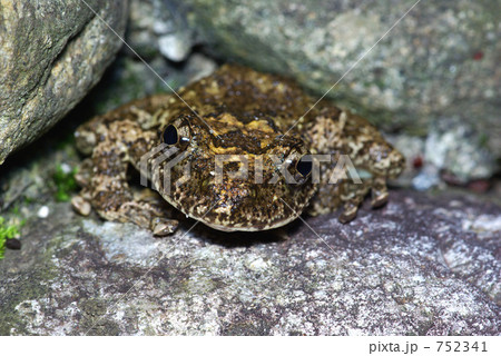 カジカガエル カジカガエル 752341