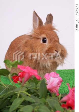 うさぎ 752571